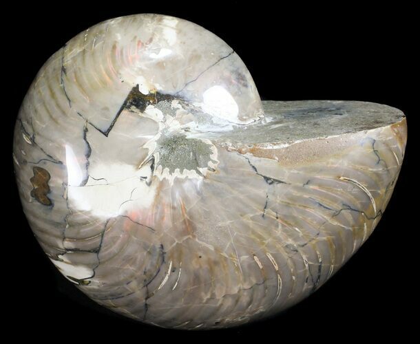 Large, Polished Nautilus Fossil - Madagascar #61345